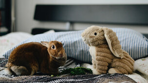 Comment divertir et enrichir l’environnement de son lapin ?