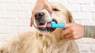 Mauvaise haleine, tartre, problèmes dentaires : pourquoi il faut brosser les dents de son chien ?