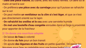 Lapin : Attention au coup de chaleur !