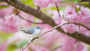 SOS les oiseaux en voie de disparition !