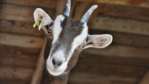 Comment protéger nos animaux de la ferme de l’hiver et du froid ?