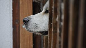 Derrière chaque chien adopté, un autre attend encore sa famille au refuge.