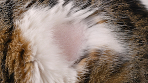 La pelade du chat : comment la reconnaitre et la traiter