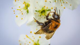 Mon animal a été piqué par une guêpe ou une abeille : que faire ?