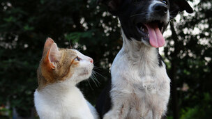 Pourquoi faire stériliser son animal