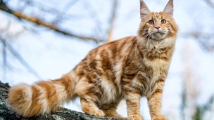 Assurance Maine Coon : protégez votre compagnon et votre budget