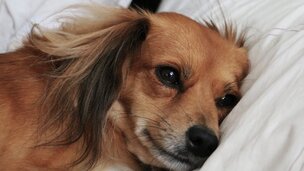 L’Épilepsie chez nos animaux de compagnie
