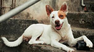 Adopter un chien croisé : les avantages et les différences avec un chien de race