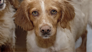 Assurance chien : Protégez votre compagnon et votre budget