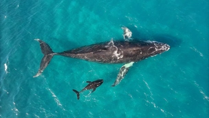 46 512 tonnes de nutriments déposés dans l'océan sans moteur : le secret des baleines