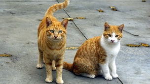 Qu’est-ce qu’un chat libre ?