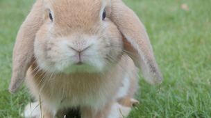 Guide d’adoption du lapin