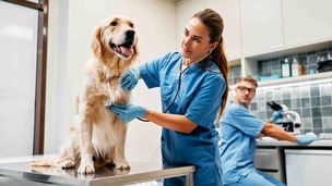 Pourquoi et comment assurer un chien déjà malade ?