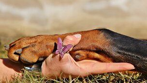 Tout savoir sur le métier de comportementaliste animalier
