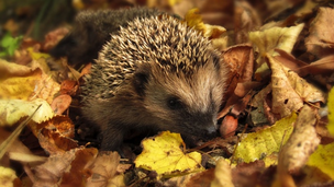 Comment rendre son jardin hérisson friendly ?