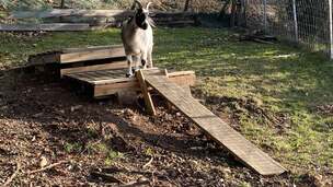 DIY : Plateforme Toboggan pour chèvres