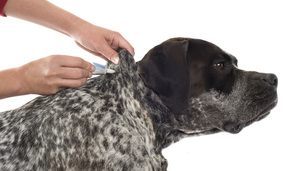 Tout comprendre sur les antiparasitaires pour chiens 