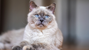 5 idées reçues sur les chats seniors 