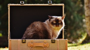 Comment faire garder mon chat en Rhône Alpes?