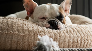 Un panier pour chien adapté à sa taille et ses besoins 