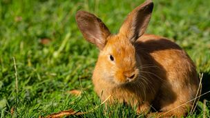 Problèmes urinaires chez le lapin : les signes qui doivent alerter