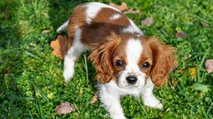 Le Cavalier King Charles, une élégance naturelle et craquante