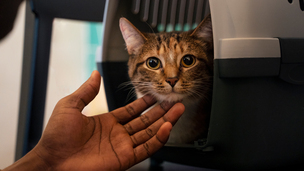 Voyager avec son chat en voiture : les précautions à prendre