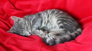 Adopter un chat : penser à tout avant son arrivée