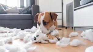 Comment occuper son chien au quotidien ?