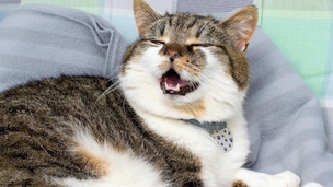 Polype dans le nez chez le chat, symptômes et conséquences