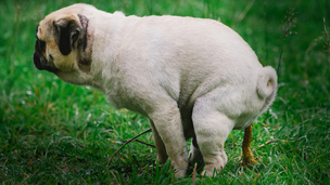 La diarrhée chez le chat et le chien : causes et traitements