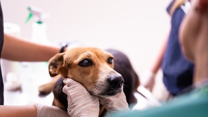 Assurance chien : comment choisir ma formule et bien comprendre le contrat