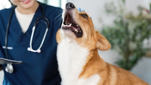 Pourquoi prendre une assurance pour son chien ? les vraies raisons