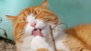 De sa litière à votre oreiller : ce que votre chat transporte dans le lit