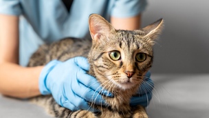 Prendre une assurance pour son chat : est-ce vraiment utile ?
