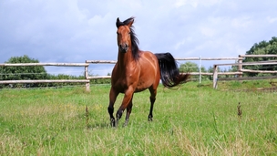 L’emphysème du cheval 