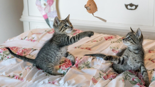 Comment bien jouer avec son chat ?
