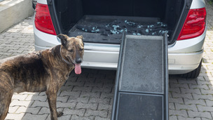 L’arthrose chez le chat et le chien : causes et traitements