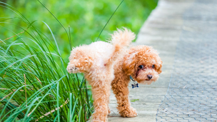 Pourquoi et comment pratiquer un test d’urine à son chat ou son chien ?