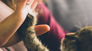 La communication animale : ou comment comprendre et se faire comprendre
