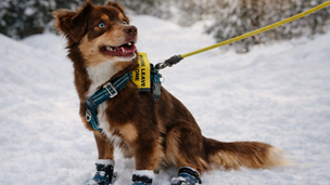 Faut-il vraiment mettre des bottes à son chien en hiver ? Ce qu'en disent les experts.