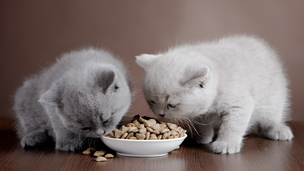 Alimentation du chat : ces différences majeures entre les races que beaucoup ignorent