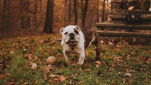 Les 7 dangers de l’automne pour nos animaux