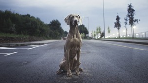 J’ai perdu mon chien : comment le retrouver ?