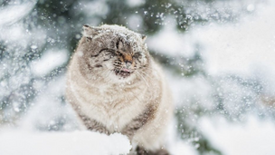 Grand froid : comment aider les animaux dans la rue et dans votre jardin ?