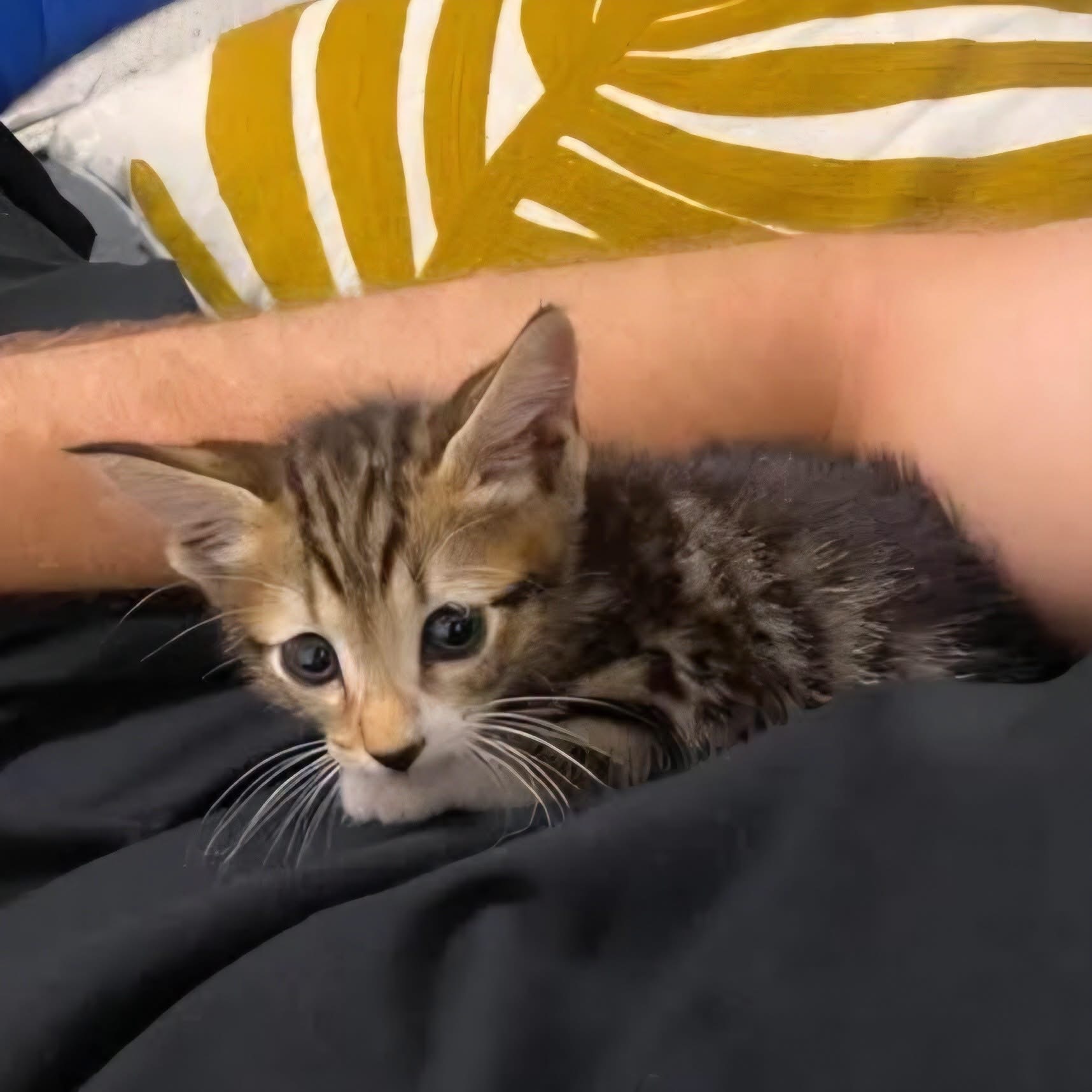 Adopter TIPPYTO