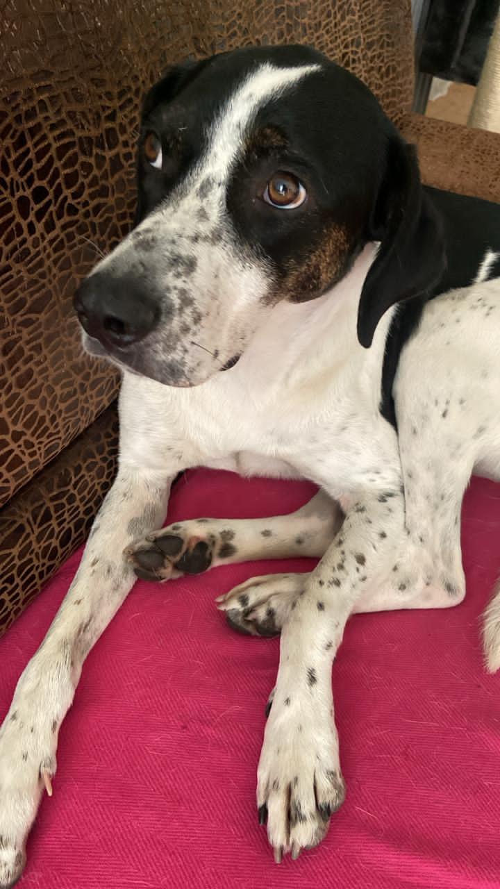Adopter Louis