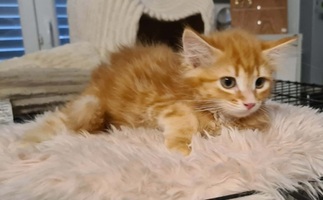 Adopter : BIVY