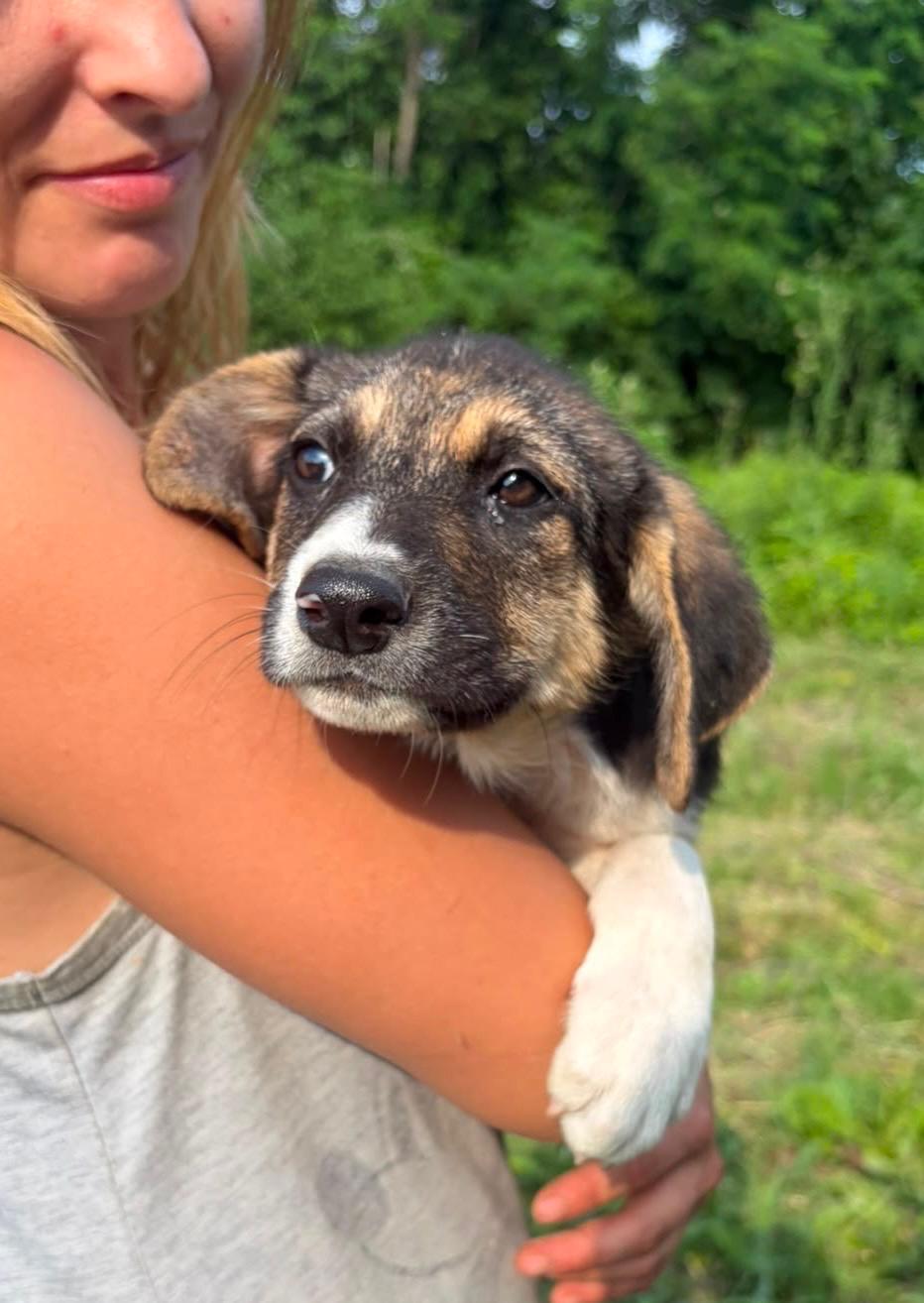 Adopter YARA