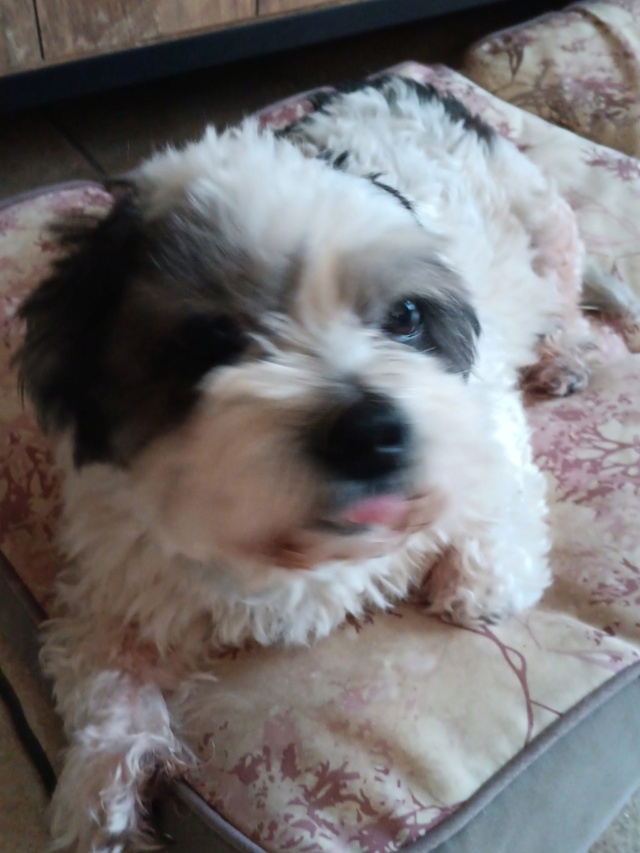 Adopter Everest